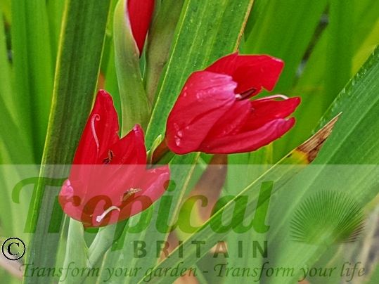 Hesperantha coccinea 'Major'
