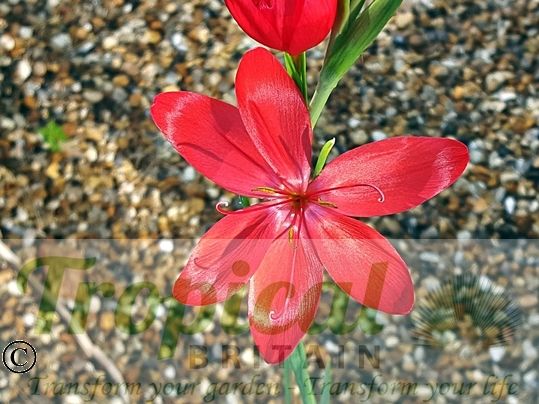 Hesperantha coccinea 'Major'
