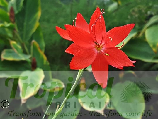 Hesperantha coccinea 'Major'
