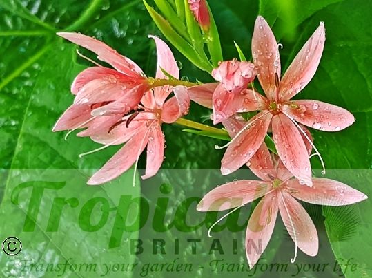 Hesperantha coccinea 'Fenland Daybreak'