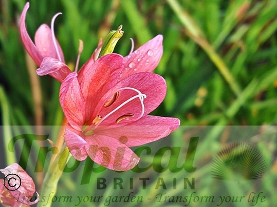 Hesperantha coccinea 'Fenland Daybreak'