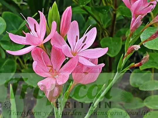 Hesperantha coccinea 'Fenland Daybreak'