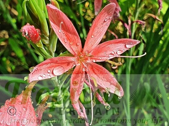 Hesperantha coccinea 'Fenland Daybreak'