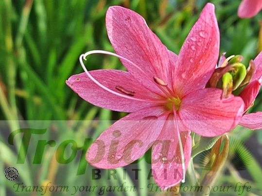 Hesperantha coccinea 'Fenland Daybreak'