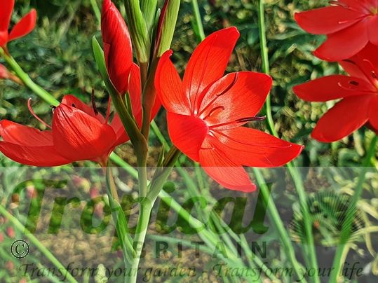 Hesperantha coccinea 'Major'