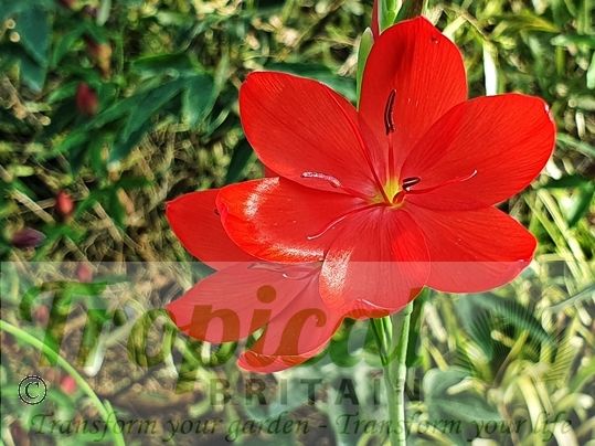 Hesperantha coccinea 'Major'