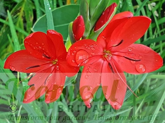 Hesperantha coccinea 'Major'