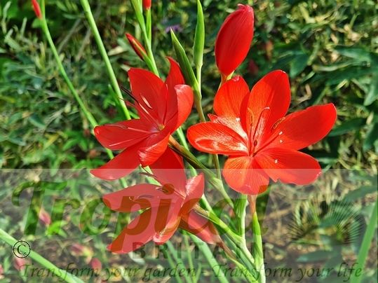 Hesperantha coccinea 'Major'