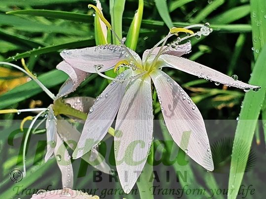 Hesperantha coccinea 'Pink Princess'