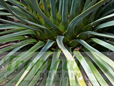 Hesperoyucca whipplei