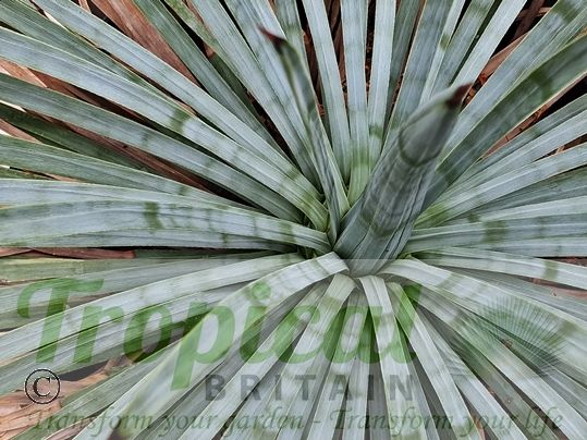 Hesperoyucca whipplei