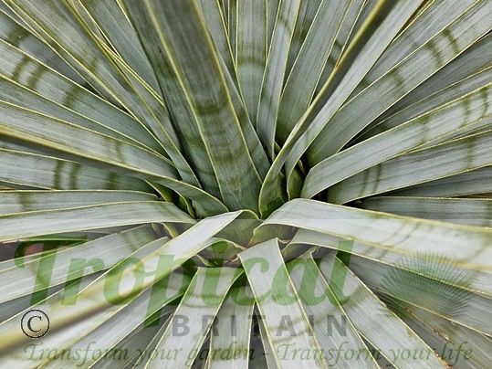 Hesperoyucca whipplei