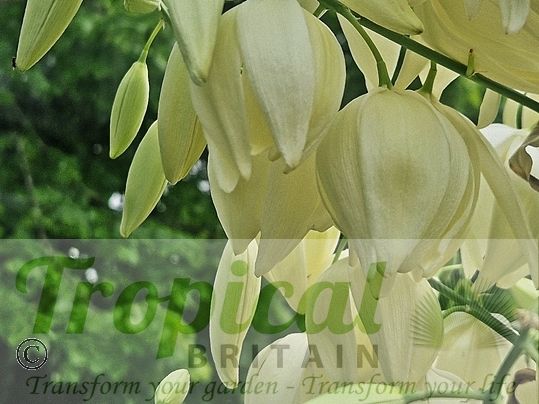 Hesperoyucca whipplei