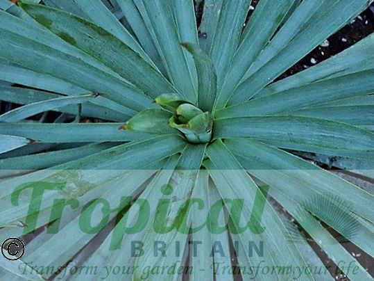 Hesperoyucca whipplei
