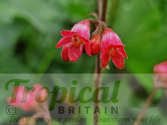Heuchera 'Firefly'
