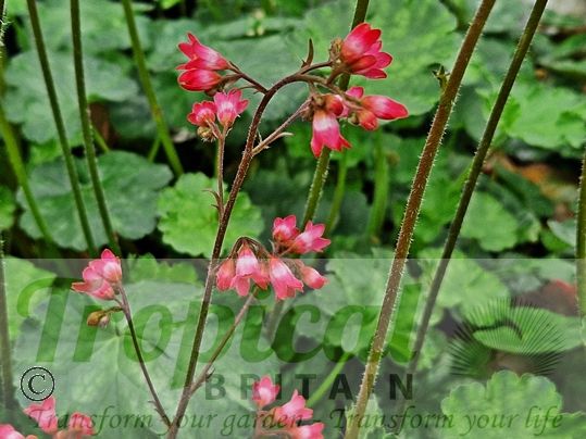 Heuchera 'Firefly'