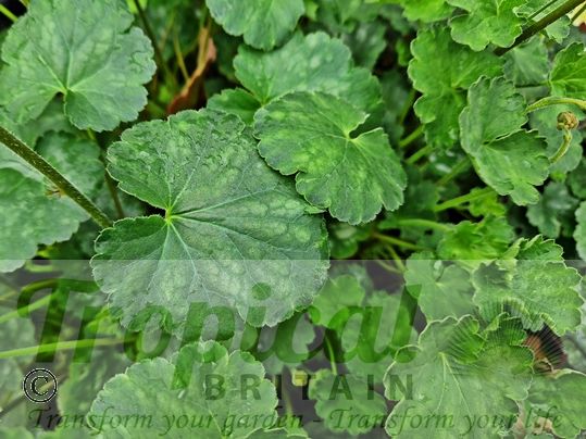 Heuchera 'Firefly'