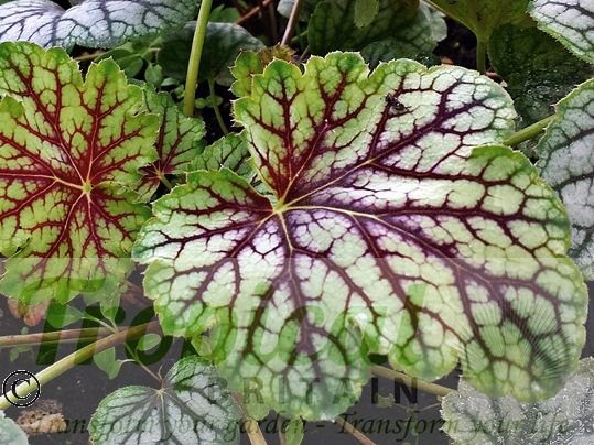 Heuchera 'Green Spice'