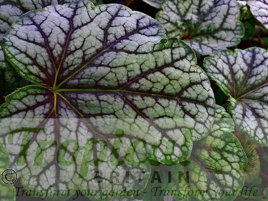 Heuchera 'Green Spice'