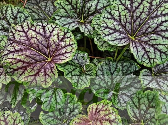 Heuchera 'Green Spice'