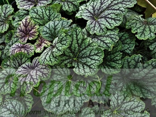 Heuchera 'Green Spice'