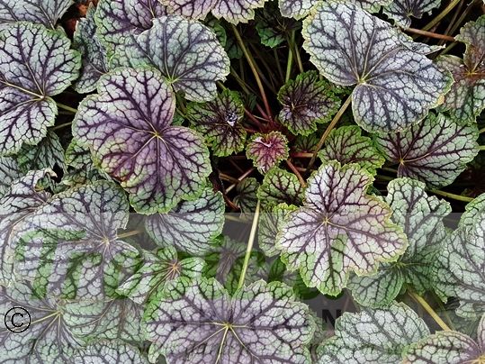 Heuchera 'Green Spice'