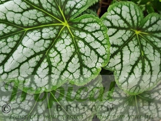 Heuchera 'Green Spice'