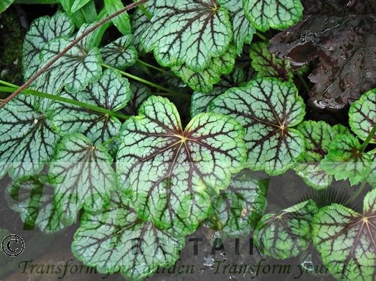 Heuchera 'Green Spice'