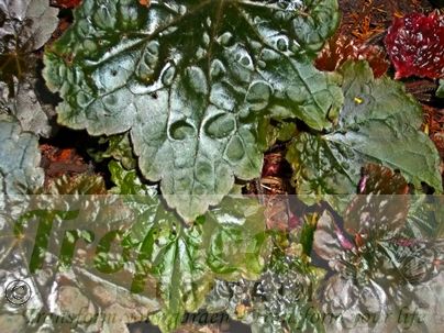 Heuchera  villosa 'Palace Purple' - turning more greenish later in the season
