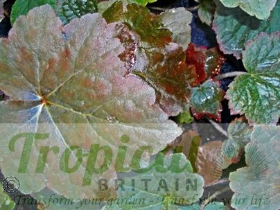 Heuchera  villosa 'Palace Purple'