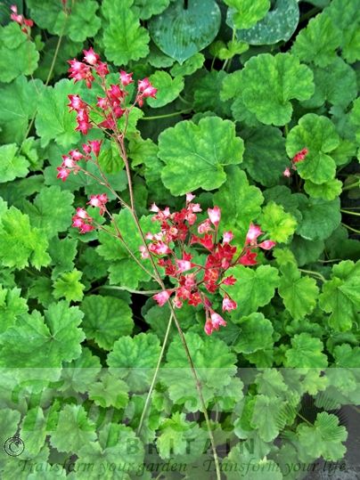 Heuchera 'Pluie de Feu'