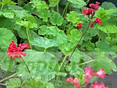 Heuchera 'Pluie de Feu'