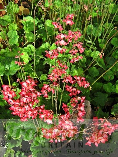 Heuchera 'Pluie de Feu'