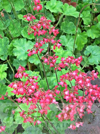 Heuchera 'Pluie de Feu'