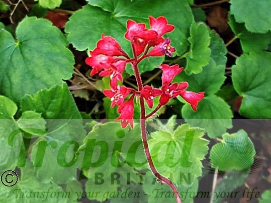 Heuchera 'Pluie de Feu'