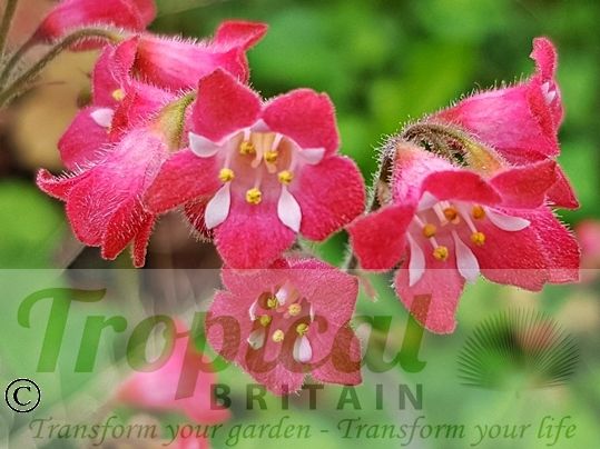 Heuchera 'Pluie de Feu'
