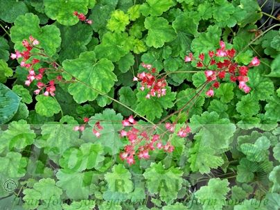 Heuchera 'Pluie de Feu'
