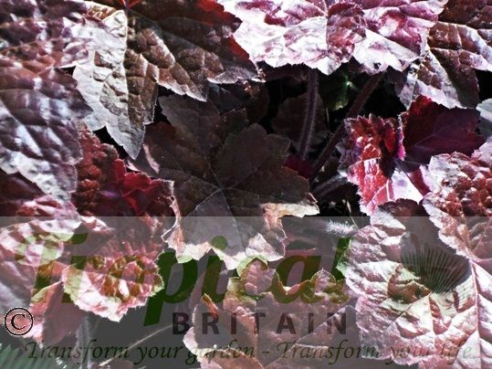 Heuchera  villosa 'Palace Purple'