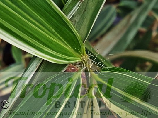 × Phyllosasa tranquillans 'Shiroshima'