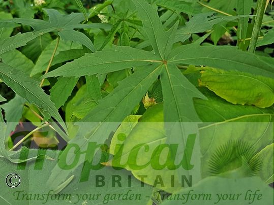Hibiscus coccineus - foliage