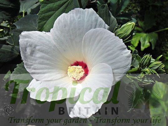 Hibiscus moscheutos