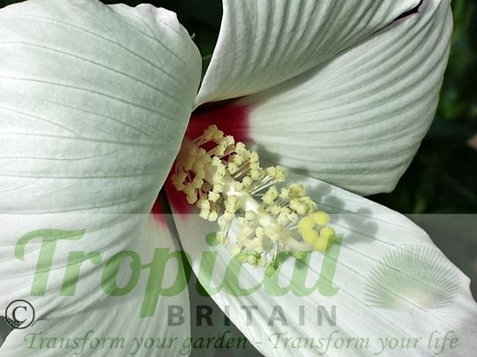 Hibiscus moscheutos