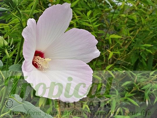 Swamp mallow outlet