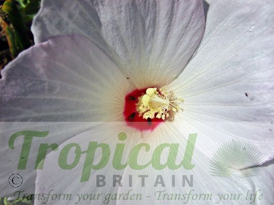 Hibiscus moscheutos