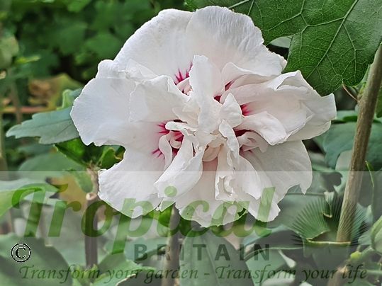 Hibiscus syriacus 'Admiral Dewey'