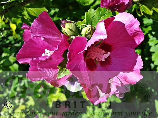 Hibiscus syriacus 'Woodbridge'