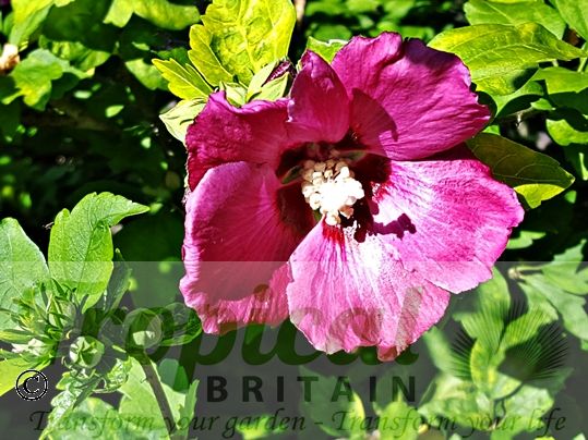 Hibiscus syriacus 'Woodbridge'