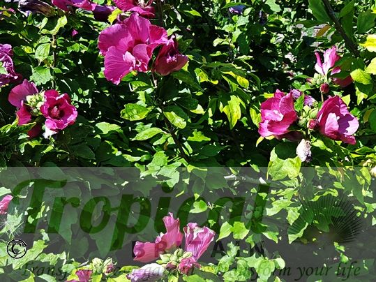 Hibiscus syriacus 'Woodbridge'