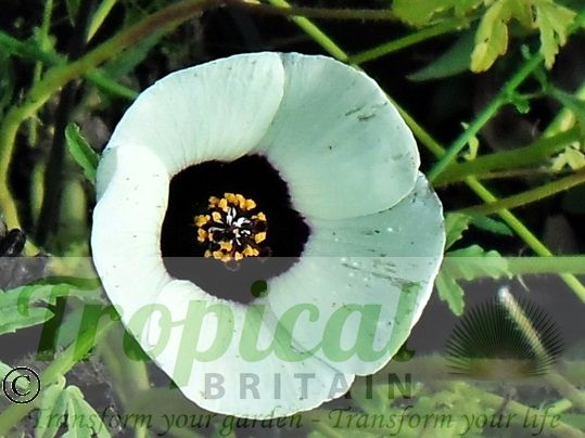 Hibiscus trionum