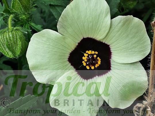 Hibiscus trionum